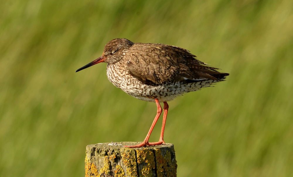 Rotschenkel