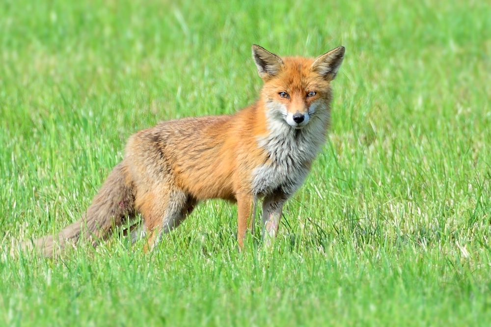 Fuchs
