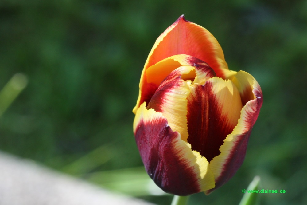 Tulpe