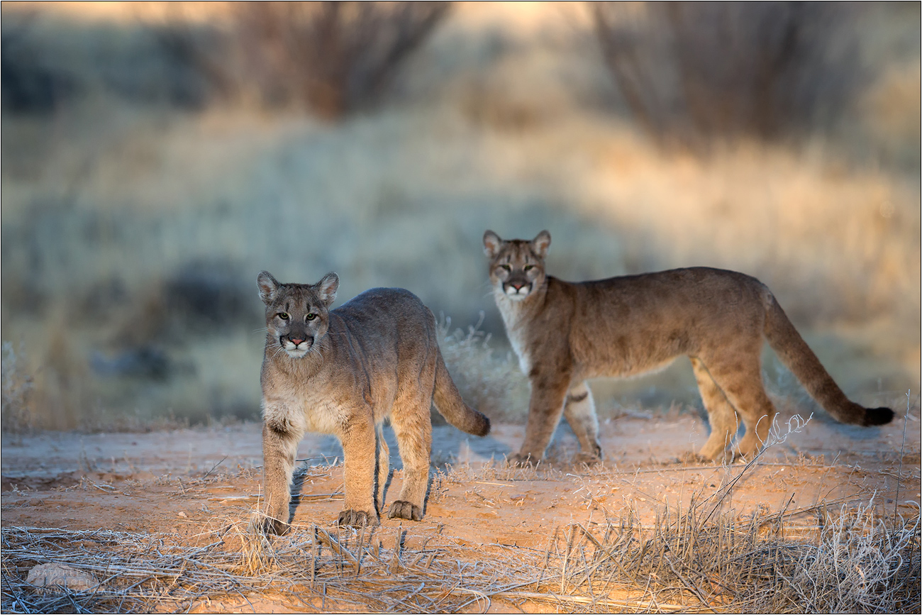 Mountain Lions ...