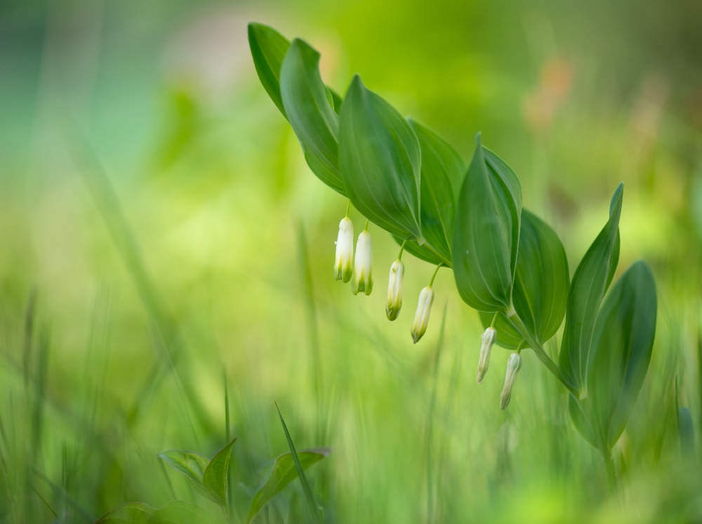 Echtes Salomonssiegel (Polygonatum odoratum)