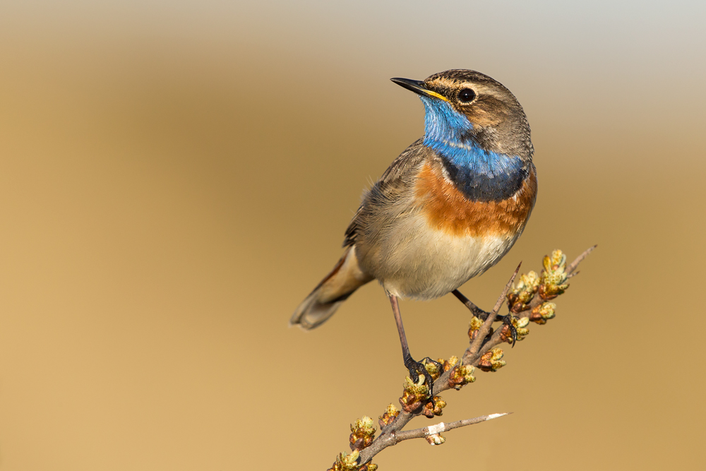 Blaukehlchen