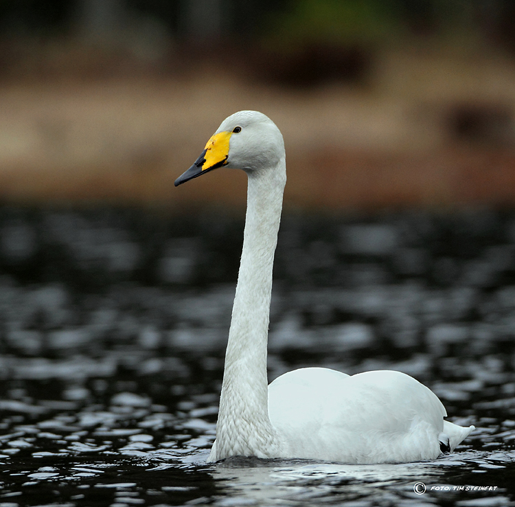 Singschwan