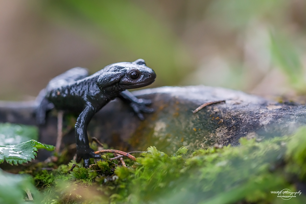 Alpensalamander