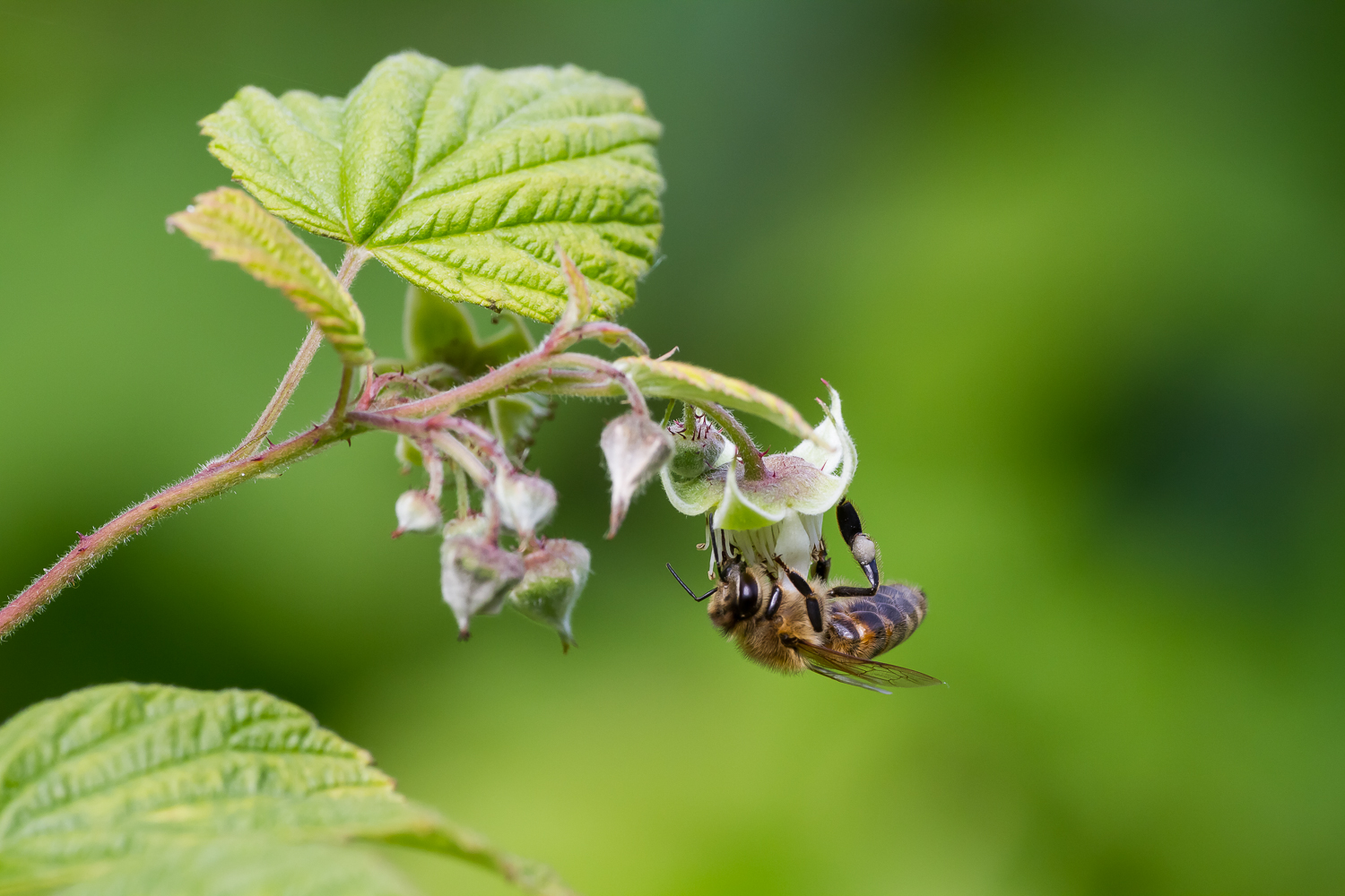 Biene an Himbeerblüte