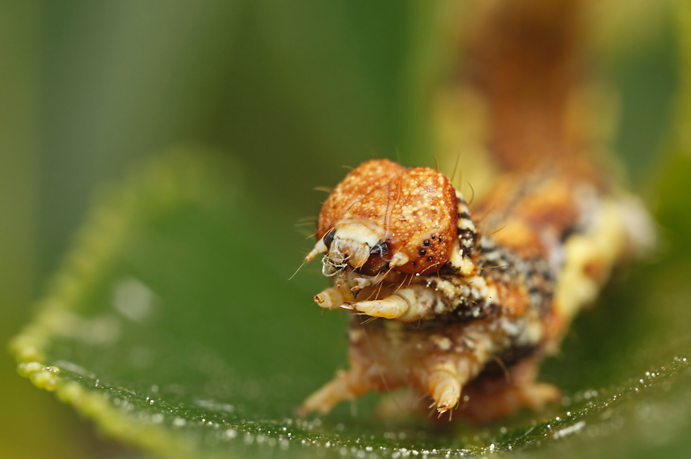 Portrait der Raupe vom Großen Frostspanner (Erannis defoliaria)