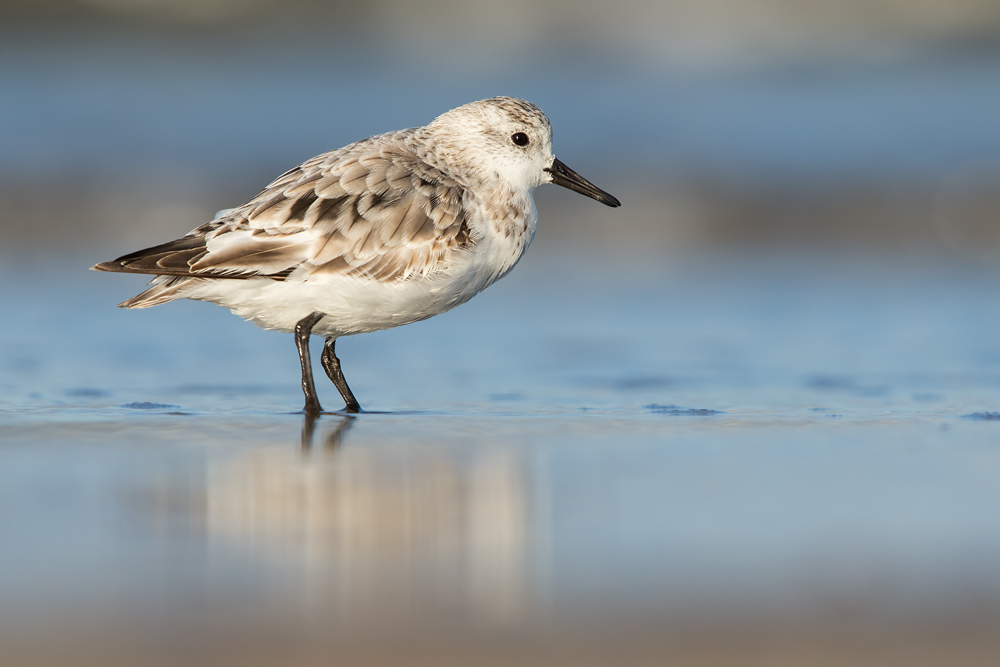 Sanderling