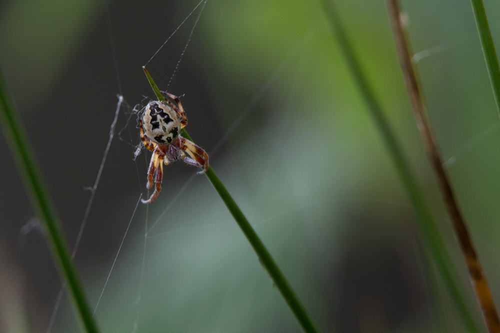 Kreuzspinne
