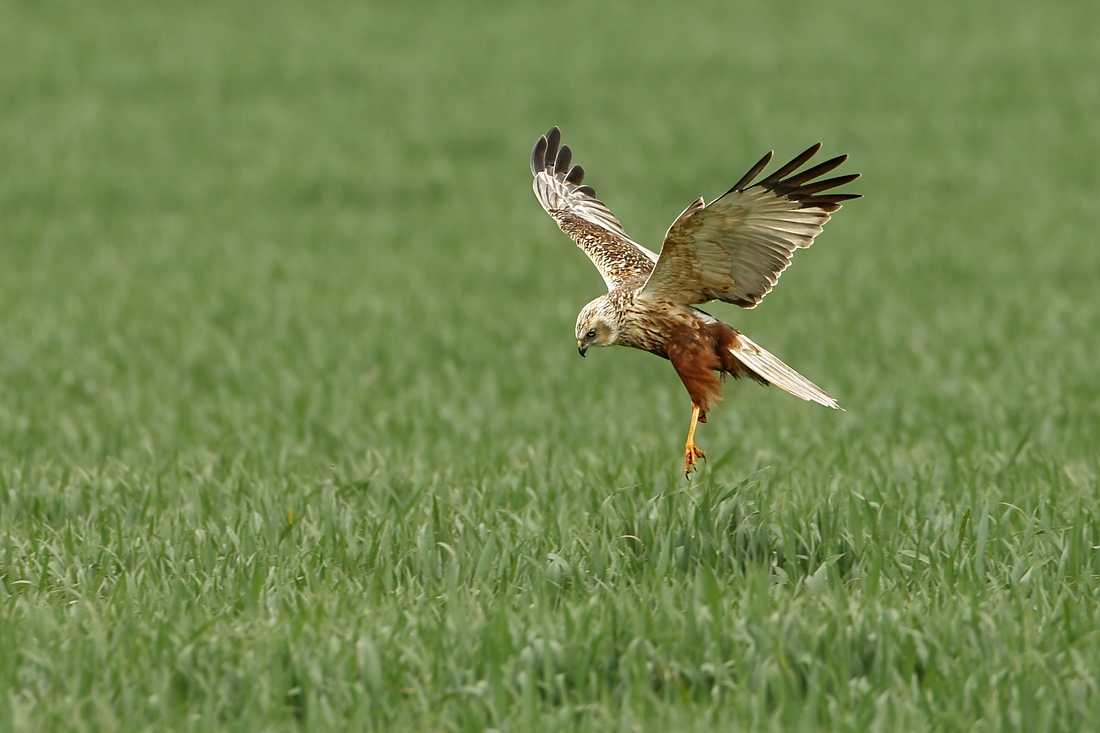 Landung im Feld