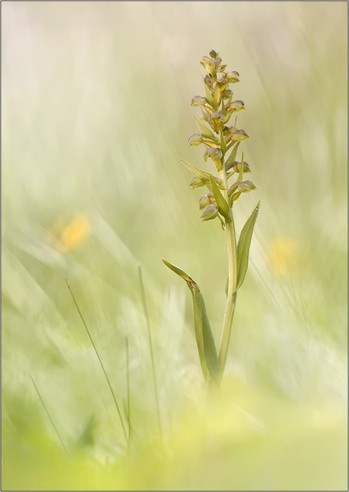 "Coeloglossum viride"