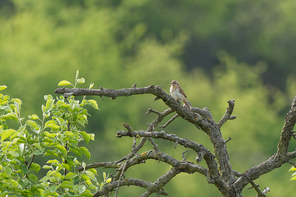 ~ morgendlicher Gesang ~