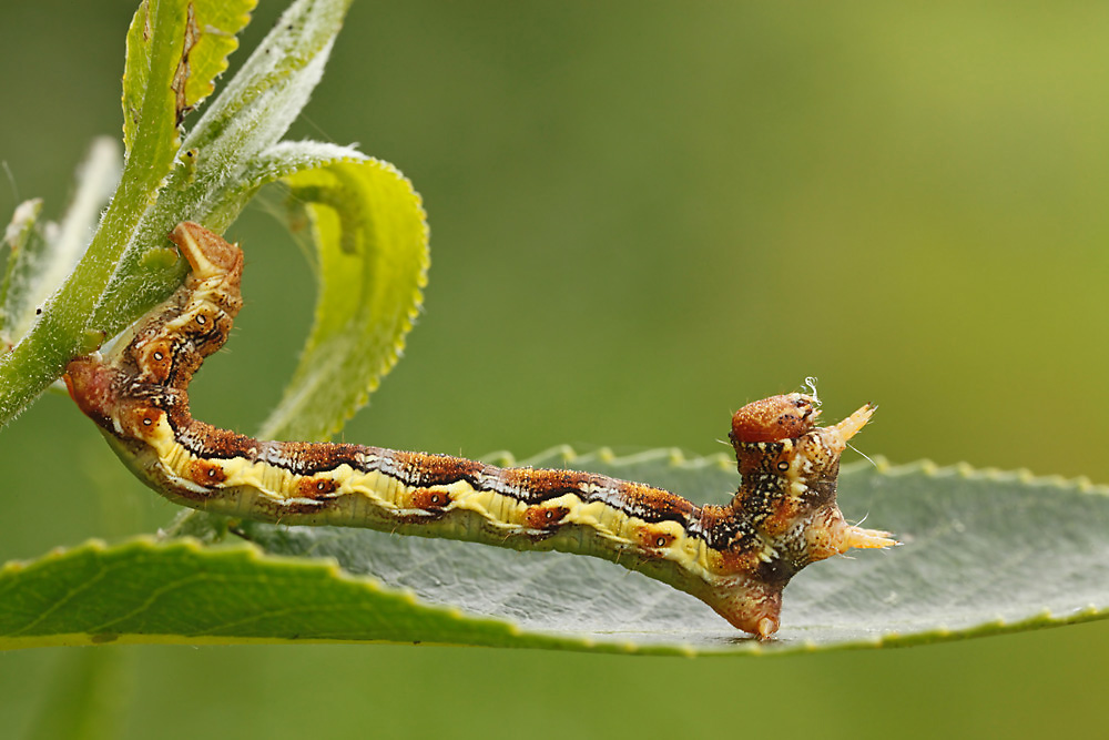 Raupe vom Großen Frostspanner (Erannis defoliaria)