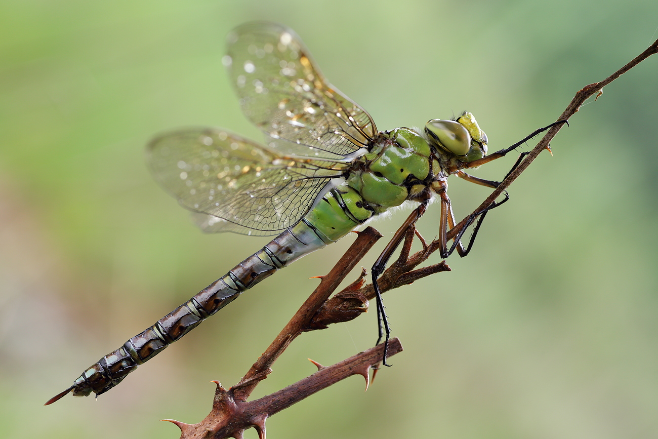 Anax imperator