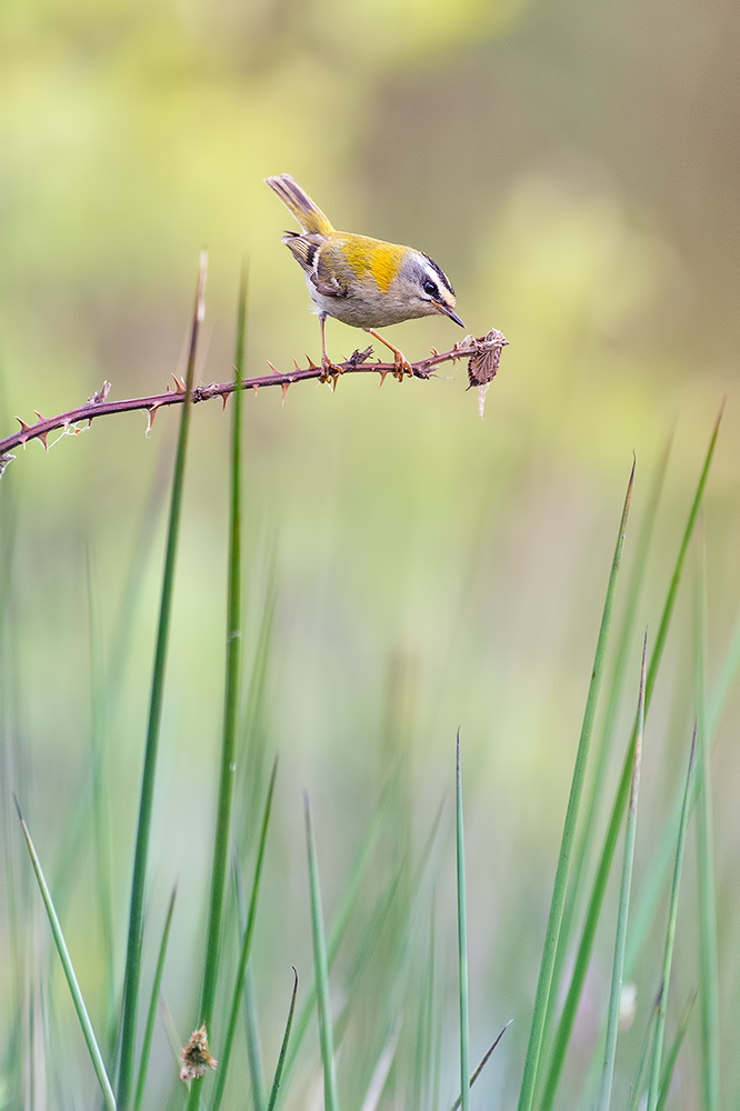 Sommergoldhähnchen am Maar