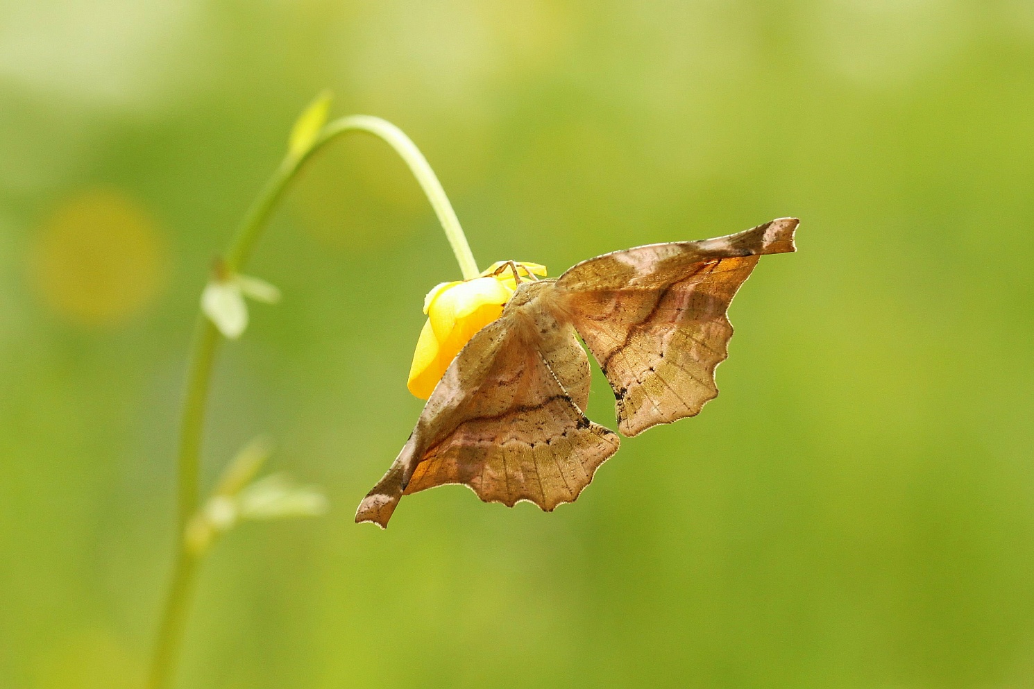 Fliederspanner (Apeira syringaria) der Falter