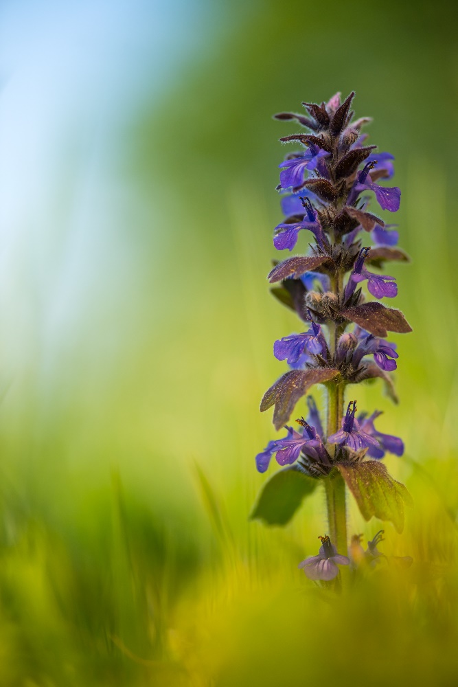 Kriechender Günsel (Ajuga reptans)