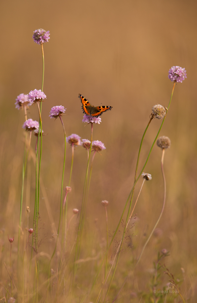 Der Kleine Fuchs (Aglais urticae)