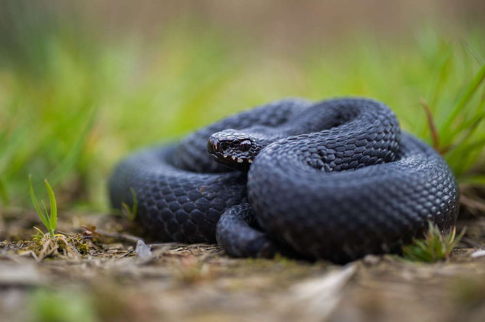 Vipera berus bosniensis