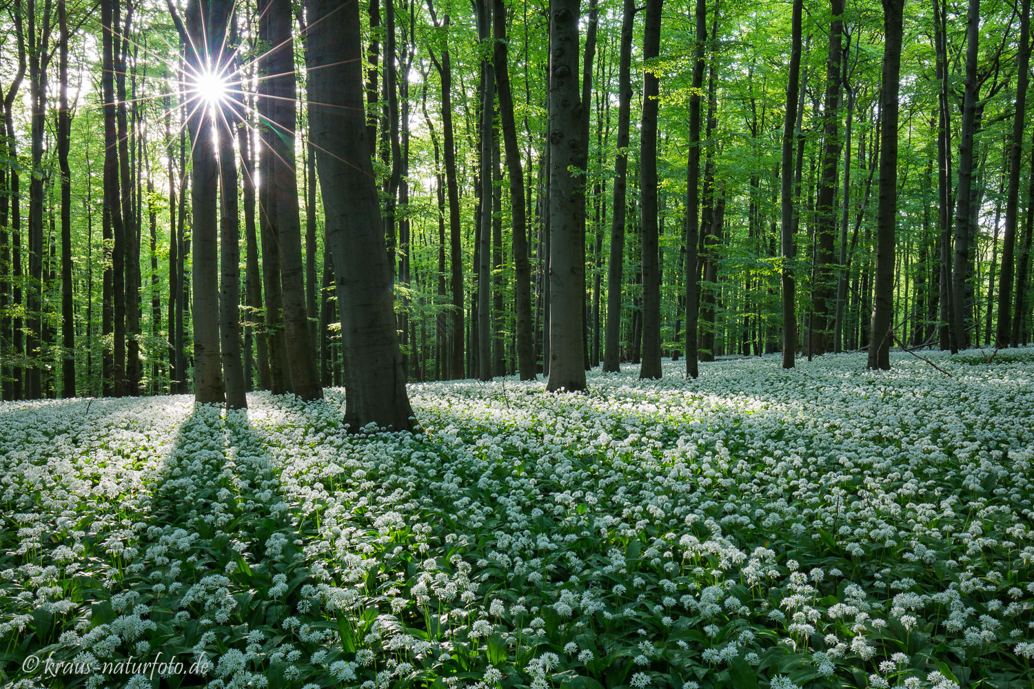 Bärlauchwald