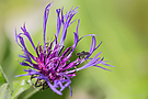 Berg-Flockenblume