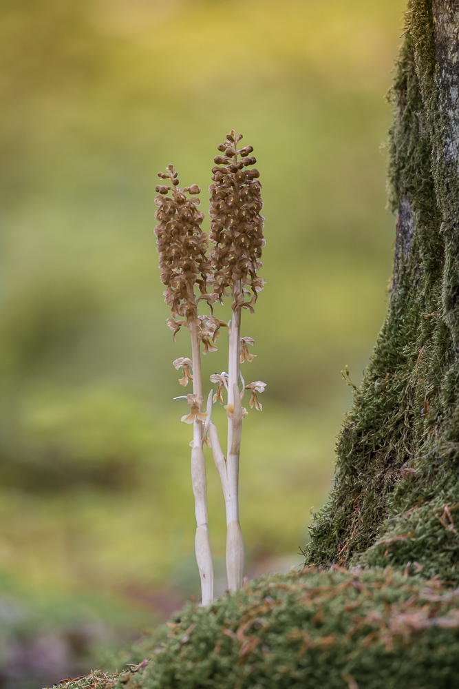 Hand in Hand - Vogel-Nestwurz (Neottia nidus-avis)