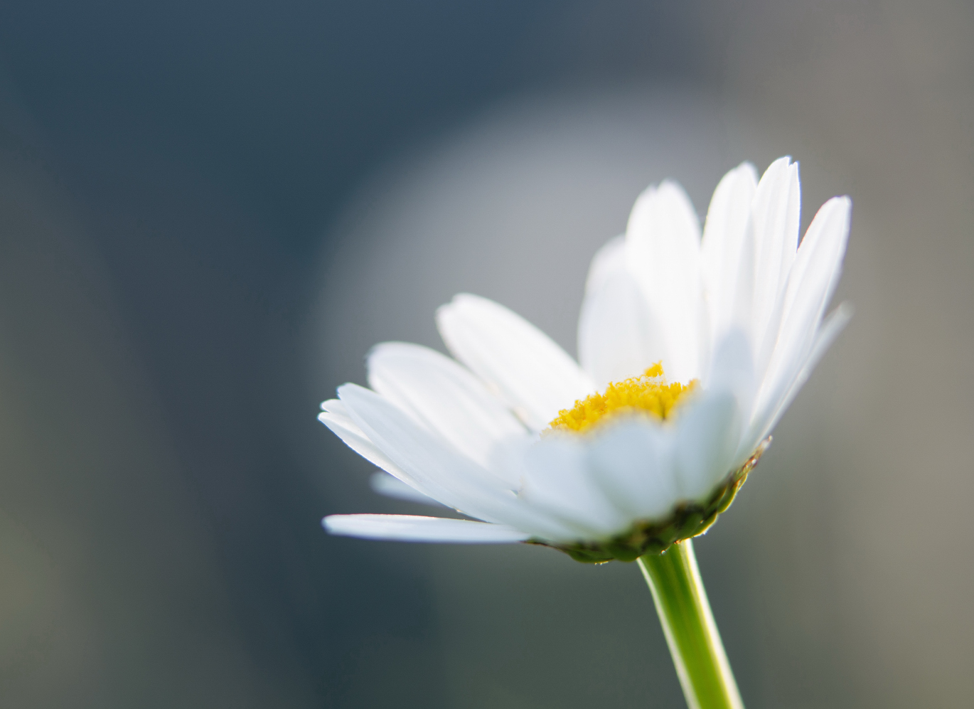 kleine Margerite