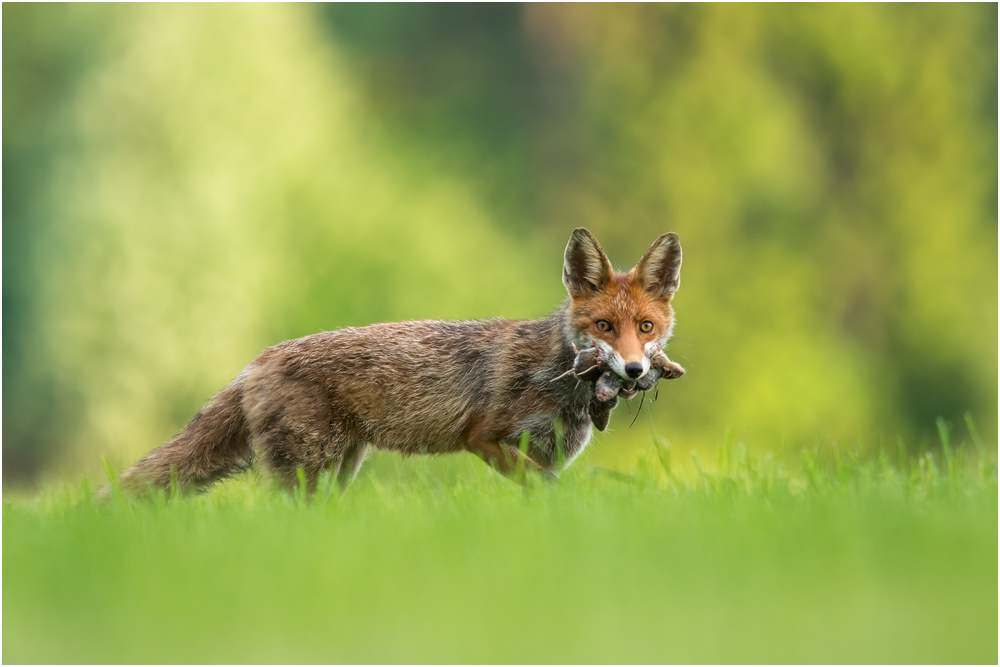 Fähe mit Beute... (Forum für Naturfotografen)