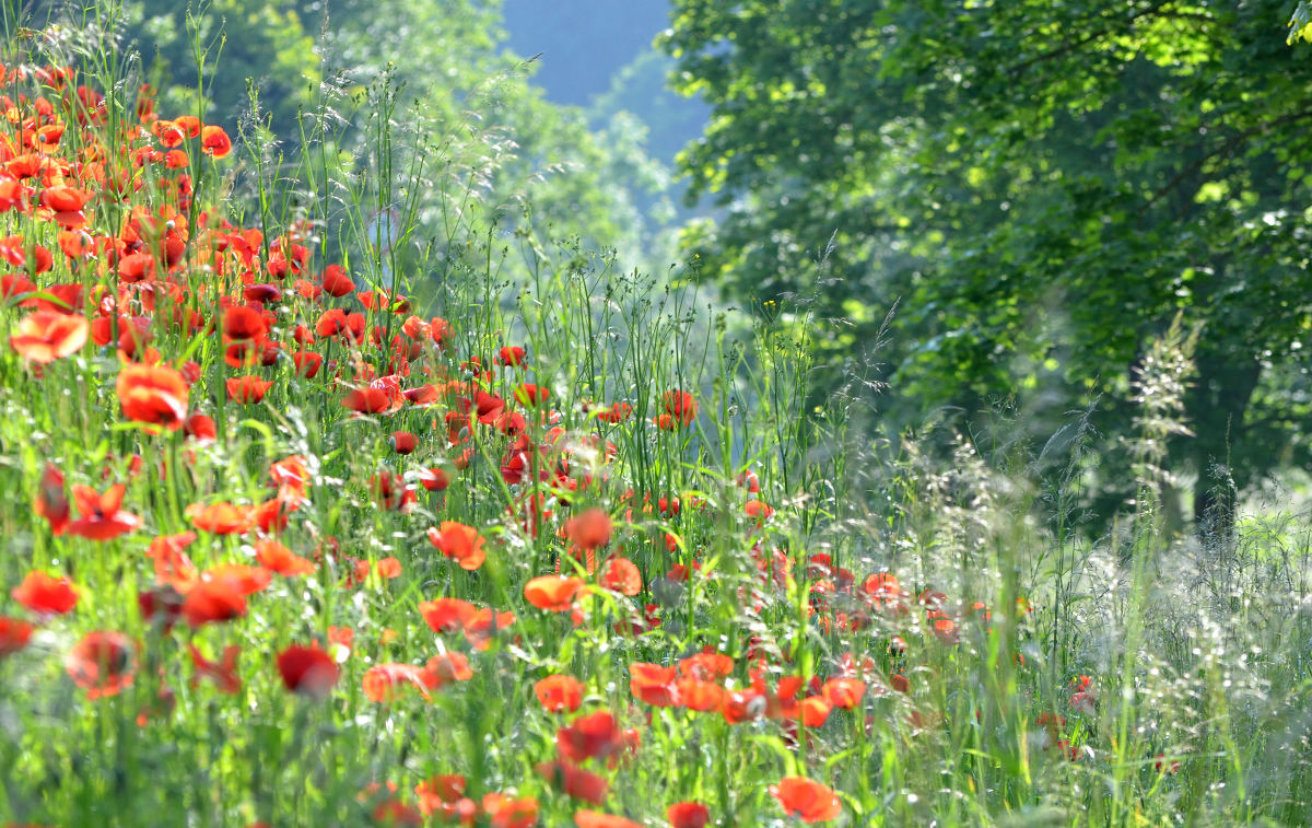 Mohn