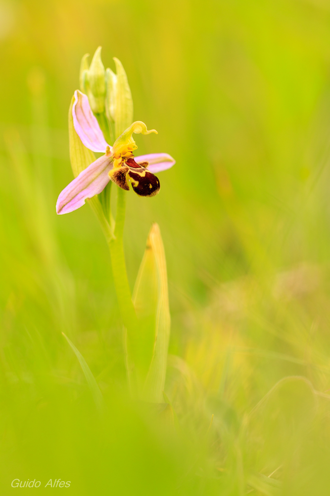 Ophrys apifera