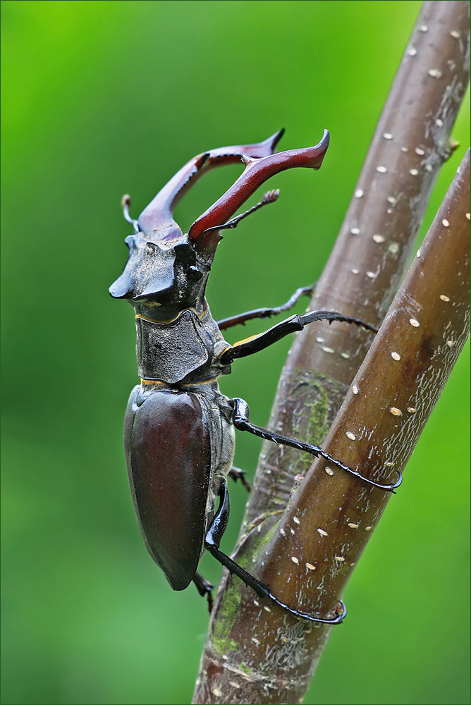 Hirschkäfermännchen