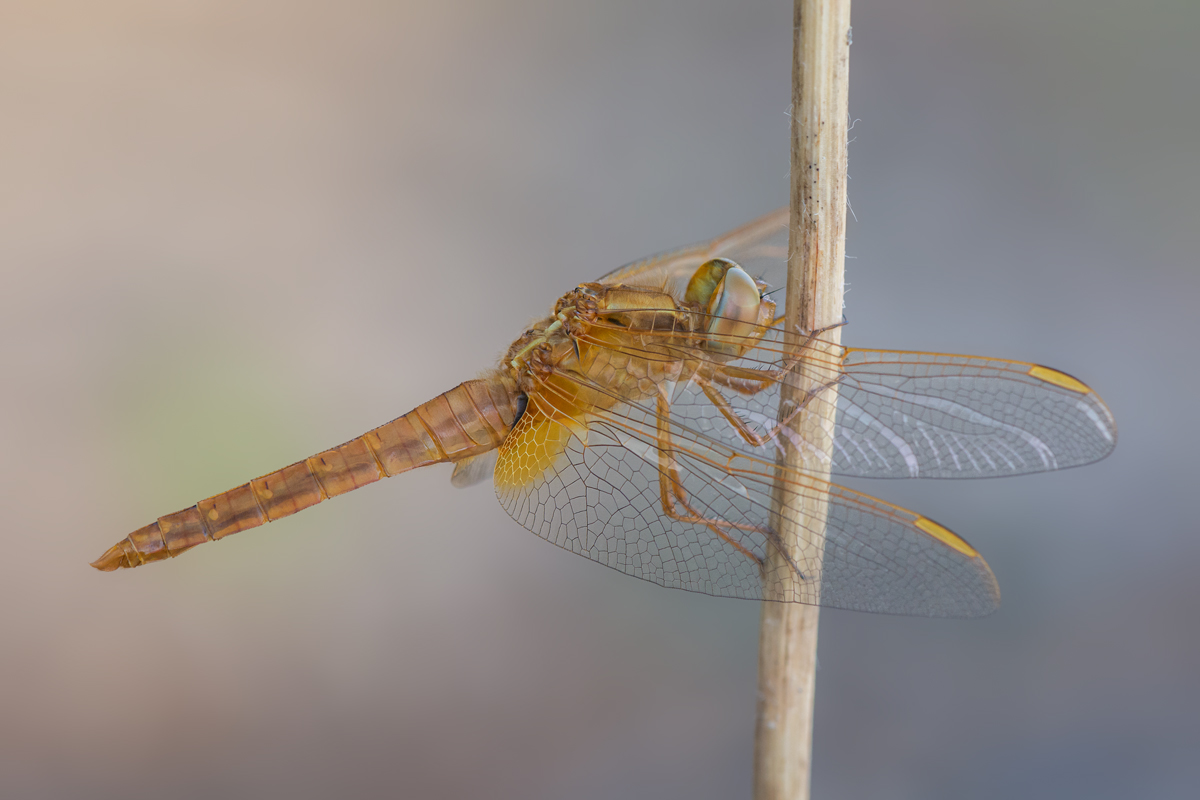 Common Scarlet-darter