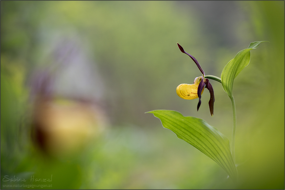 ~ neighbours ~