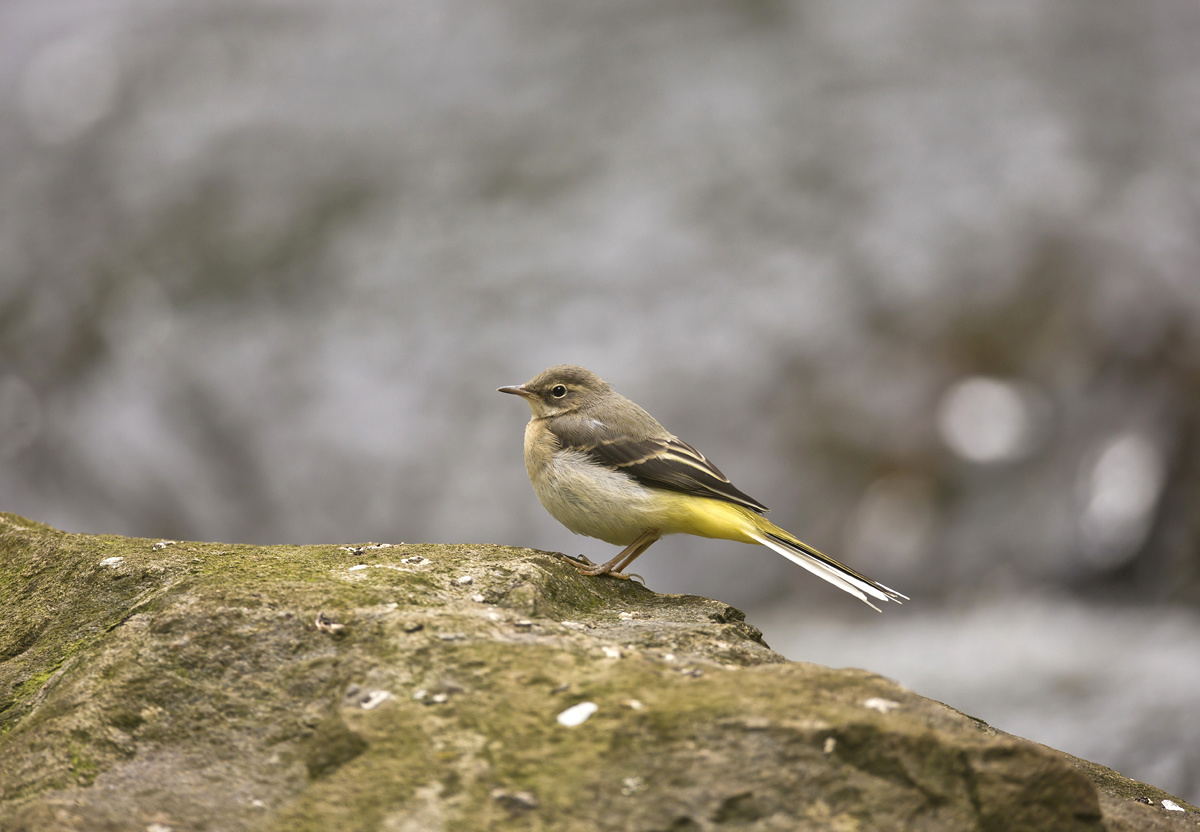 Hier war einmal die Wasseramsel...