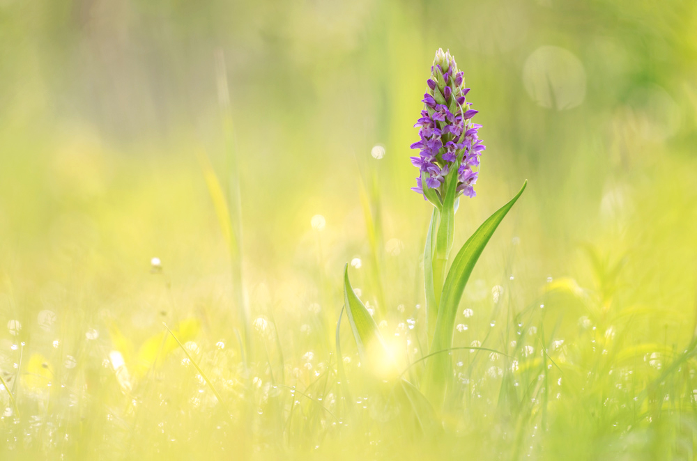 Dactylorhiza incarnata