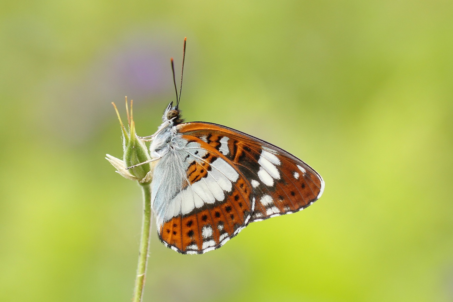Kleiner Eisvogel, Limenitis camilla.