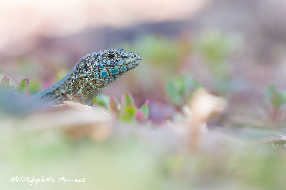 Die Dragonera Eidechse (Podarcis lilfordi ssp. giglioli)