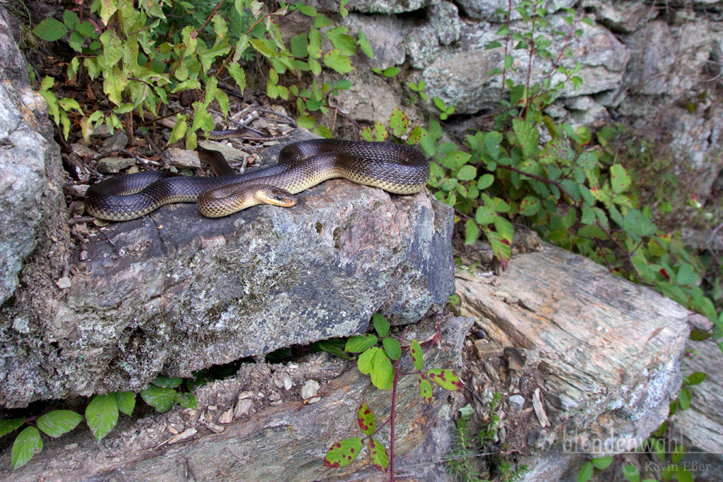 Äskulapnatter in ihrem Habitat