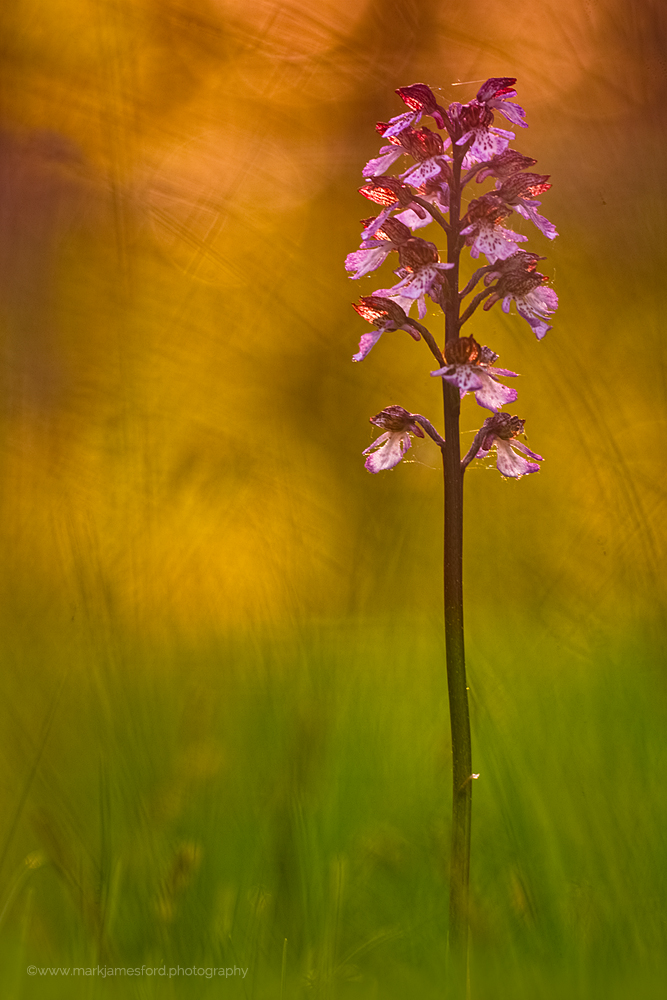 In The Evening Light