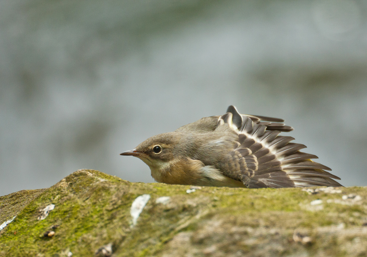 ...Vogel, streck dich!