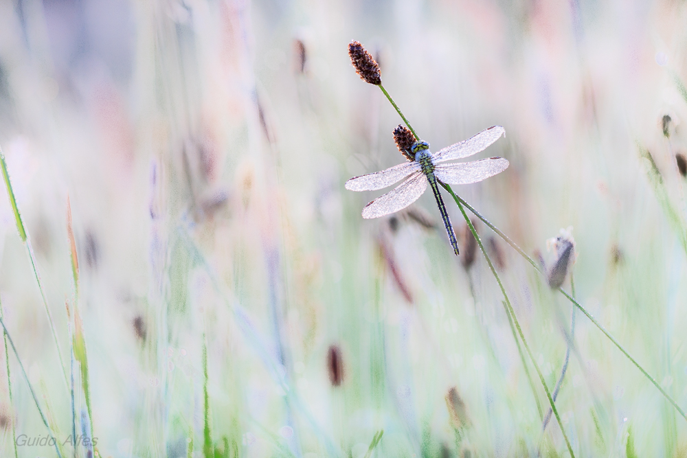 Wiesenbild