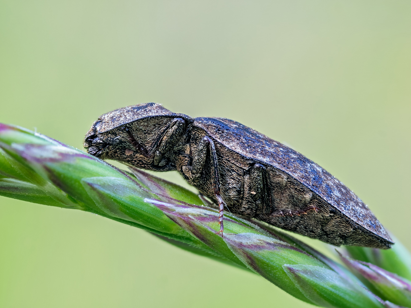 Mausgrauer Schnellkäfer (Agrypnus murinus)