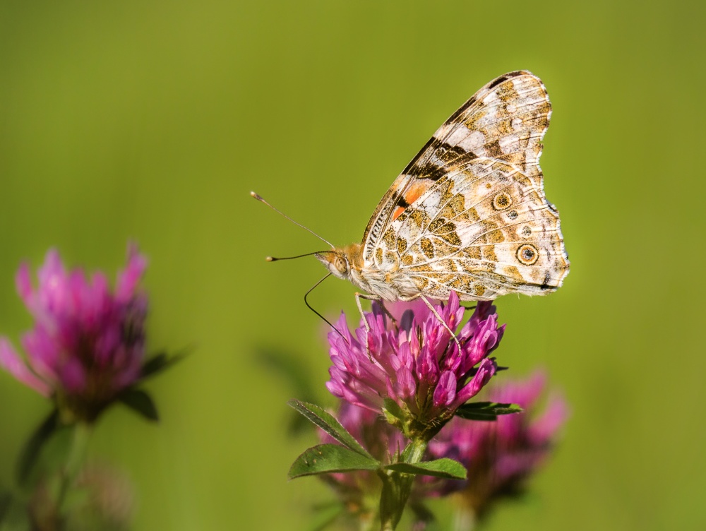 Distelfalter im Klee