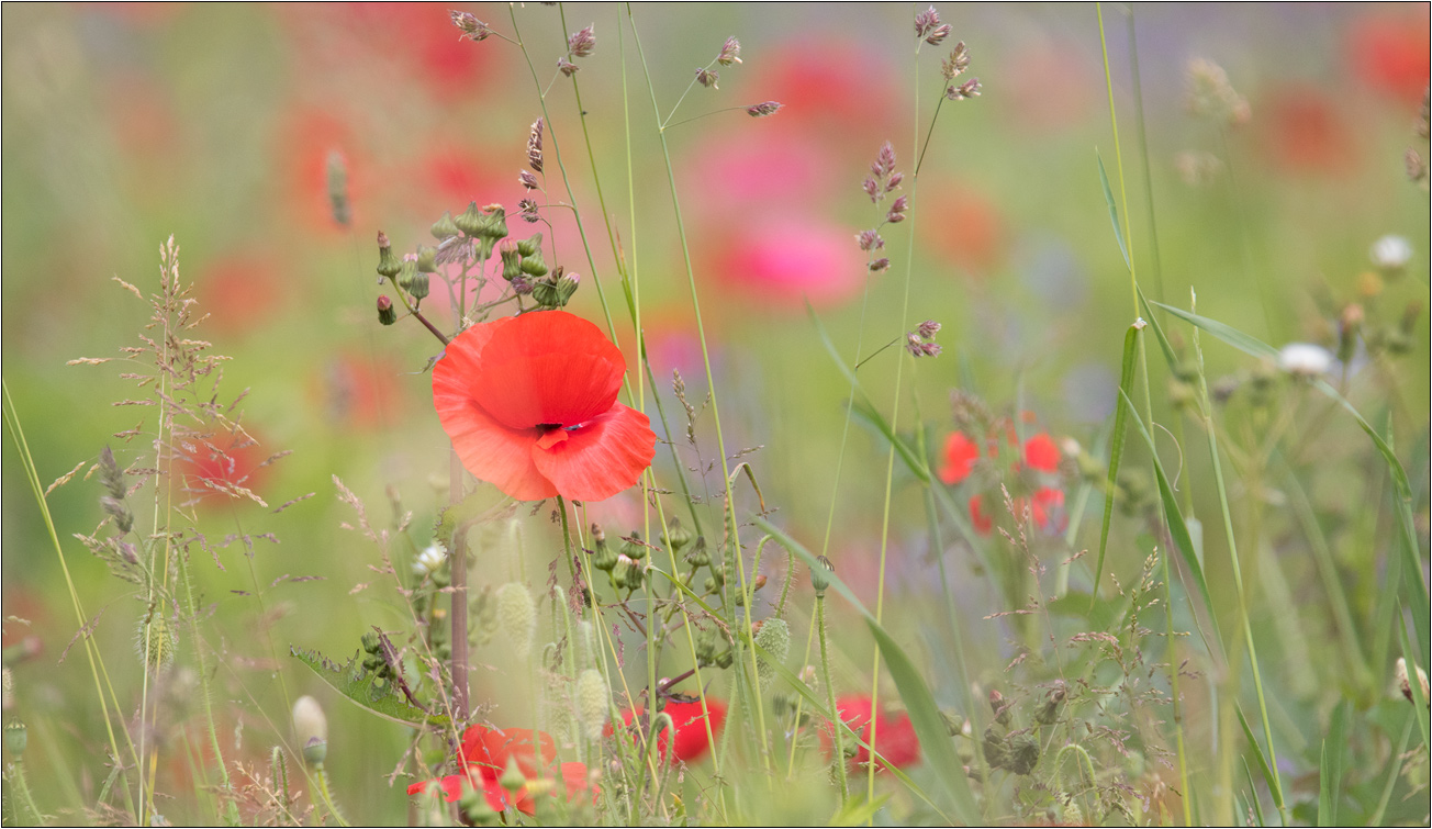 Wieder Mohn