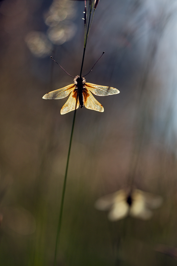 Libelle oder Schmetterling...