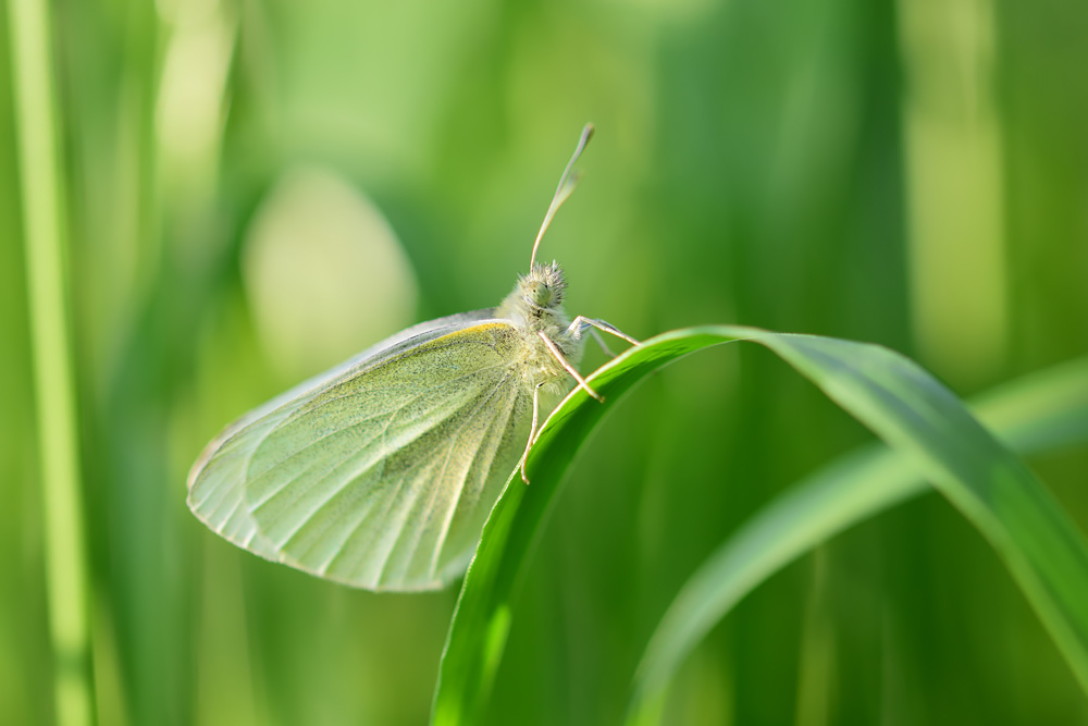 Pieris rapae - Kleiner Kohlweißling