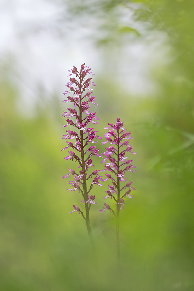 Aus dem Orchideenparadies