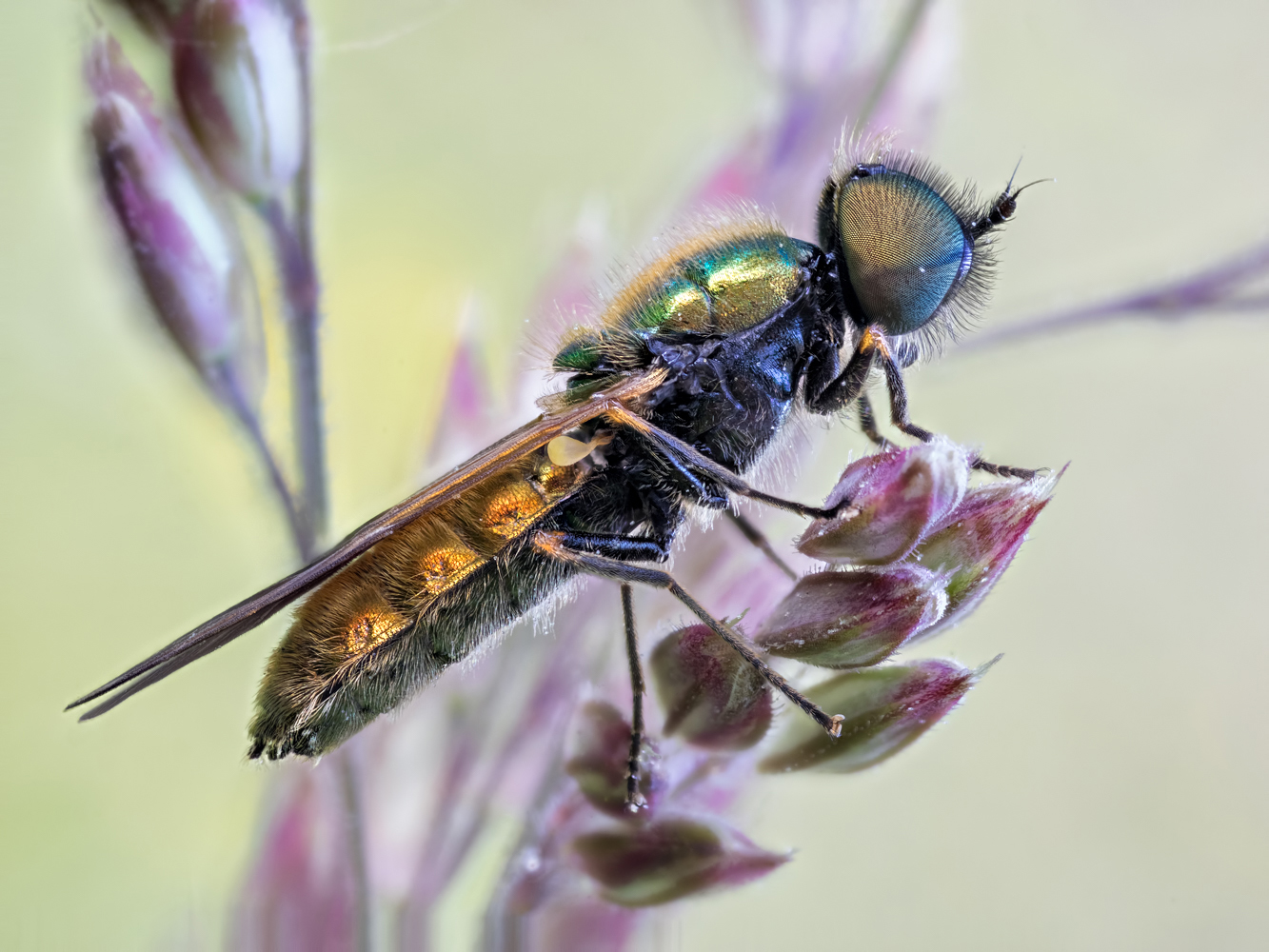 Waffenfliege, Chloromyia formosa (Diptera, Stratiomyidae)