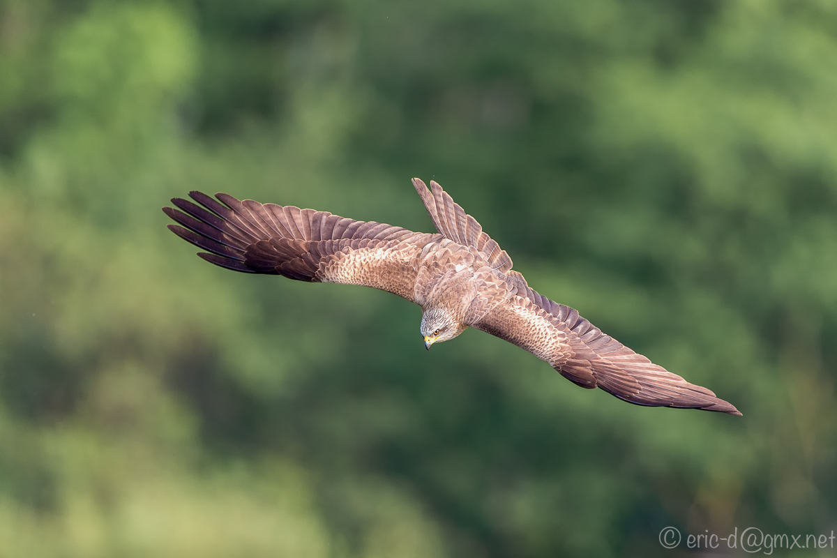 Black Kite