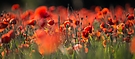 Roter Traum
