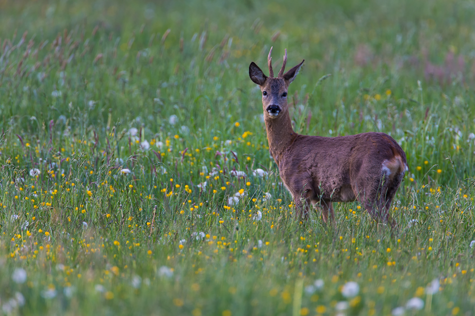 Morgens auf der Wiese...